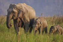 Indian Asian Elephant, mother and calves, Corbett National P... by Danita Delimont