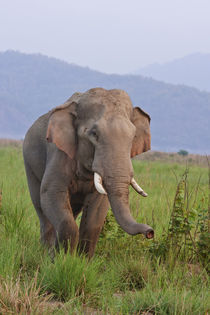 Indian Asian Elephant, male, in the savannah, Corbett Nation... by Danita Delimont