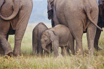 Indian Asian Elephant, Corbett National Park, India. von Danita Delimont