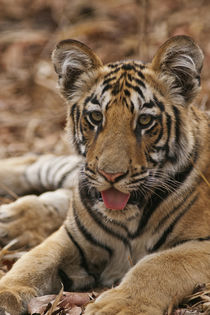 Young one of Royal Bengal Tiger, Tadoba Andheri Tiger Reserve, India. by Danita Delimont