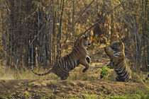 Royal Bengal Tigers, play fighting, Tadoba Andheri Tiger Res... by Danita Delimont