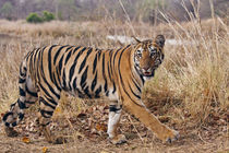 Royal Bengal Tiger, in the summer grassland, Tadoba Andheri ... by Danita Delimont