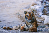 Royal Bengal Tiger on the riverbed of Ramganga river, Corbet... by Danita Delimont