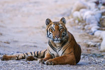 Royal Bengal Tiger on the riverbed of Ramganga river, Corbet... by Danita Delimont