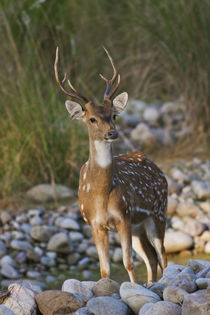 Chital stag on the riverbed of river Ramganga, Corbett Natio... by Danita Delimont