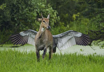 Pegasus, the flying horse, actually an Indian Saras Crane ch... by Danita Delimont