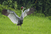 Indian Saras Crane, stretching wings, Keoladeo National Park, India. von Danita Delimont