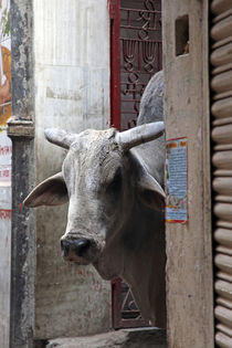 Holy Cow of Varanasi by Danita Delimont