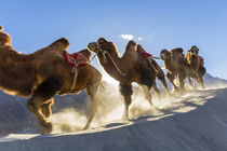 Bactrian or double humped camels, Nubra Valley, Ladakh, India by Danita Delimont