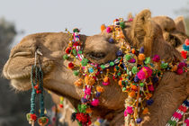 Camels decorated for festival von Danita Delimont