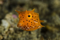 Indonesia, Lembeh Strait by Danita Delimont