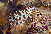Indonesia, Lembeh Strait by Danita Delimont