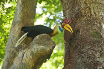 Aceros cassidix, Sulawesi knobbed hornbill male adult at hea... by Danita Delimont