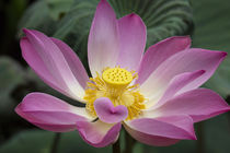 Pink Lotus flower, water lily, nymphaea species, Ubud von Danita Delimont