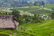 Water-filled rice terraces, Bali island, Indonesia by Danita Delimont