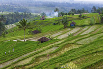 Water-filled rice terraces, Bali island, Indonesia von Danita Delimont