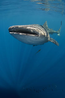 Whale Shark von Danita Delimont