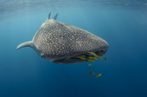 Whale Shark & Golden Trevally by Danita Delimont