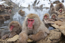 Japanese macaque, Snow monkey, Joshin-etsu National Park, Honshu by Danita Delimont