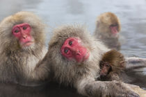 Japanese macaque, Snow monkey, Joshin-etsu National Park, Honshu by Danita Delimont
