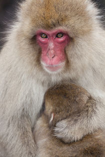Japanese macaque, Snow monkey, Joshin-etsu National Park, Honshu von Danita Delimont