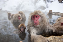 Japanese macaque, Snow monkey, Joshin-etsu National Park, Honshu von Danita Delimont