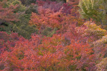 Autumn colors and Temple, Kyoto, Japan by Danita Delimont