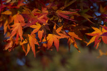Red Japanese Maple leaves by Danita Delimont