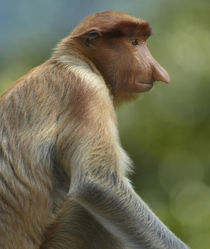Female Proboscis monkey, Sabah, Malaysia by Danita Delimont