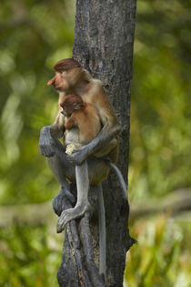 Proboscis monkey with baby, Sabah, Malaysia by Danita Delimont