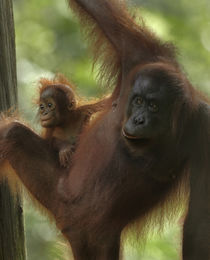 Mother Orangutan and baby, Sabah, Malaysia by Danita Delimont