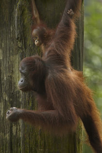 Mother Orangutan and baby hanging from a tree, Sabah, Malaysia by Danita Delimont