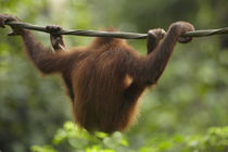 Baby Orangutan, Sabah, Malaysia by Danita Delimont