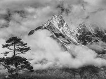 Nepal, Himalayas Mountain and Tree by Danita Delimont