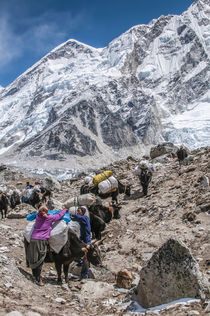 Yaks and herders on trail to Everest Base Camp. by Danita Delimont