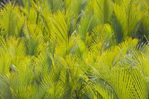 Ferns, Bohol Island, Philippines von Danita Delimont