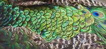 Peacock feathers, Manila, Philippines von Danita Delimont