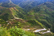The Rice Terraces of the Philippine Cordilleras, UNESCO Worl... von Danita Delimont