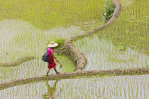 Igorot tribal woman with the Rice Terraces of the Philippine... von Danita Delimont