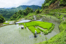 People harvesting in the rice terraces of Banaue, Unesco Wor... by Danita Delimont