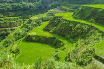 Hapao Rice Terraces, part of the World Heritage Site Banaue,... by Danita Delimont