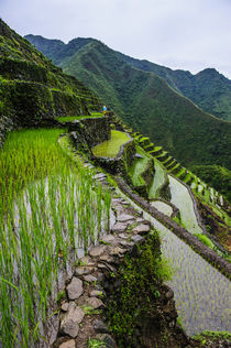 Batad rice terraces, World Heritage Site, Banaue, Luzon, Philippines by Danita Delimont