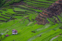 Batad rice terraces, World Heritage Site, Banaue, Luzon, Philippines by Danita Delimont