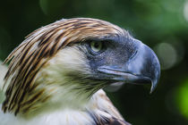 Philippine Eagle, also known as the Monkey-eating Eagle, Dav... by Danita Delimont