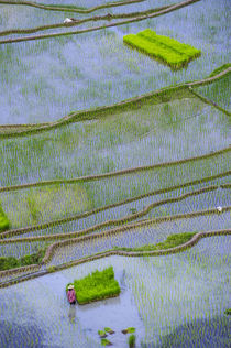 Unesco World Heritage Site, Rice Terraces of Banaue, Norther... von Danita Delimont