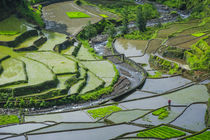 Unesco World Heritage Site, Rice Terraces of Banaue, Norther... by Danita Delimont