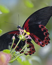 Scarlet Mormon butterfly Philippines von Danita Delimont