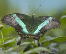 Emerald Swallowtail butterfly Philippines by Danita Delimont