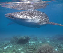 Whale Shark in shallow water, Cebu, Philippines by Danita Delimont