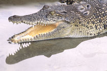 Saltwater crocodile, also known as estuarine crocodile, gaping von Danita Delimont